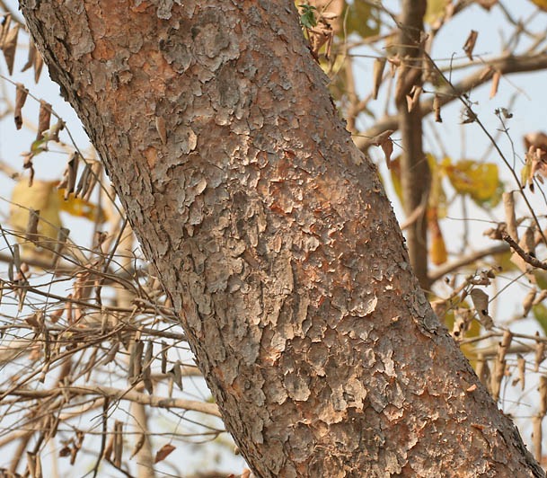 Boswellia_Indiai_Tömjénfa