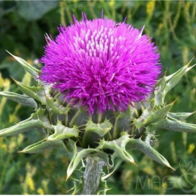 Máriatövis (Silybum marianum) – a máj védelmének tudománya