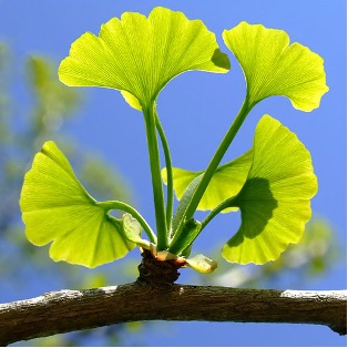 Ginkgo biloba